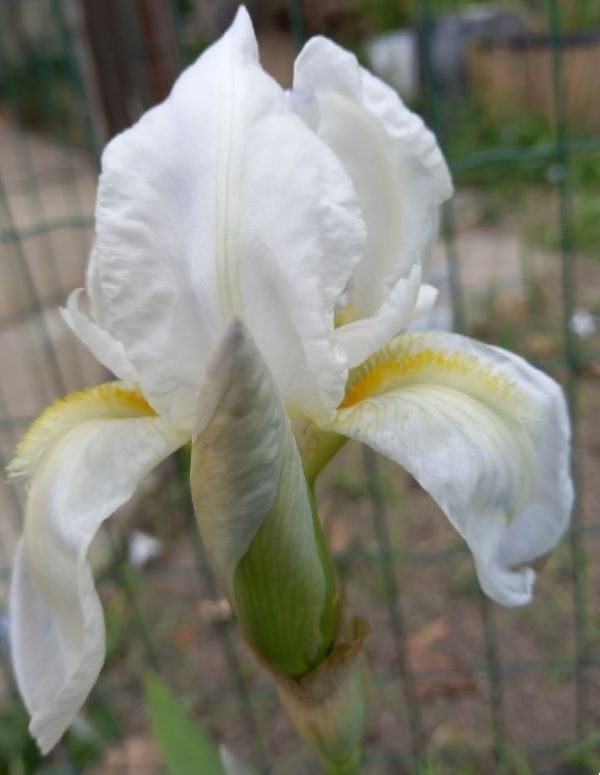 SPEC Iris albicans, Johan Martin Christian Lange, 1860