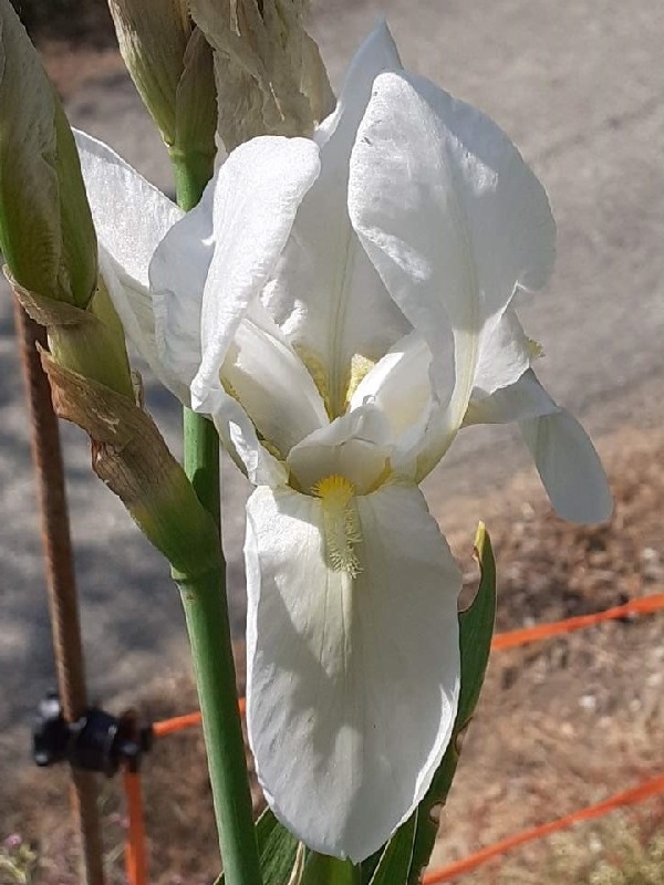 SPEC Iris albicans, Johan Martin Christian Lange, 1860