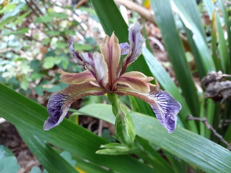 SPEC Iris foetidissima, Carolus Linnaeus, 1753