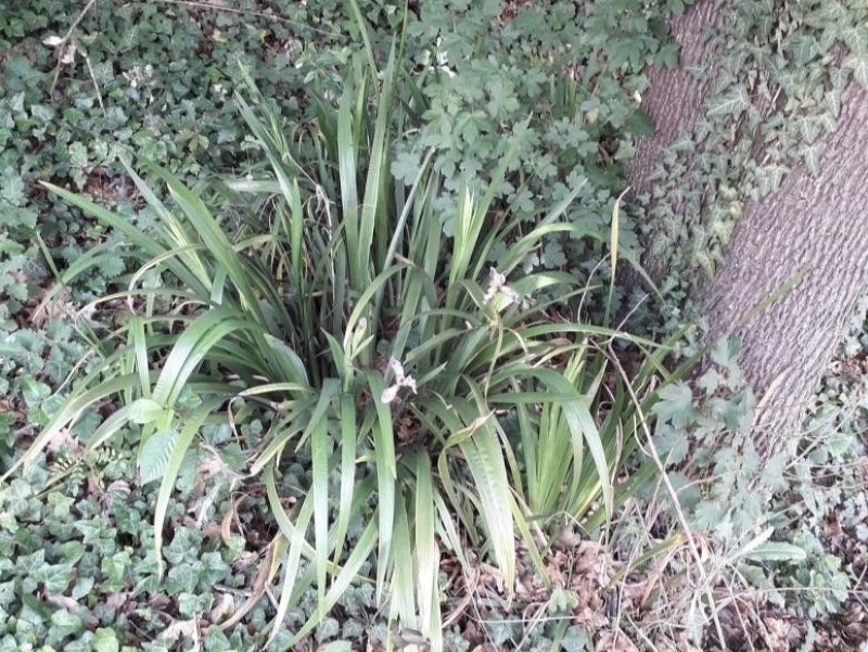 SPEC Iris foetidissima, Carolus Linnaeus, 1753