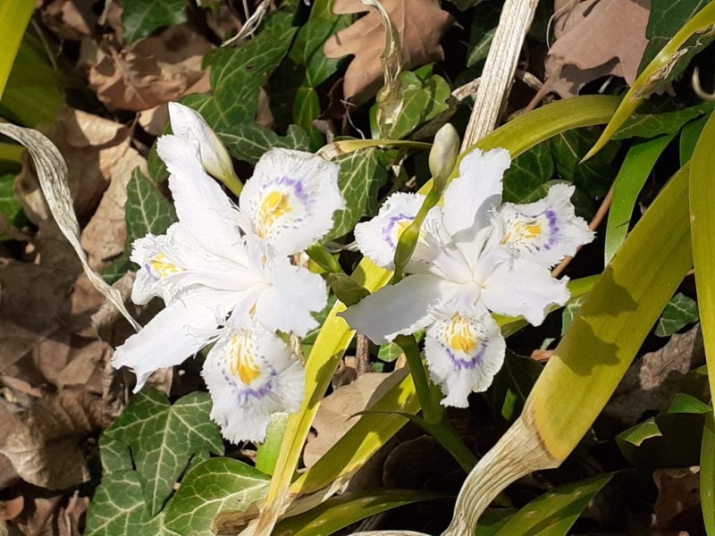 SPEC Iris japonica, Carl Peter Thunberg, 1794