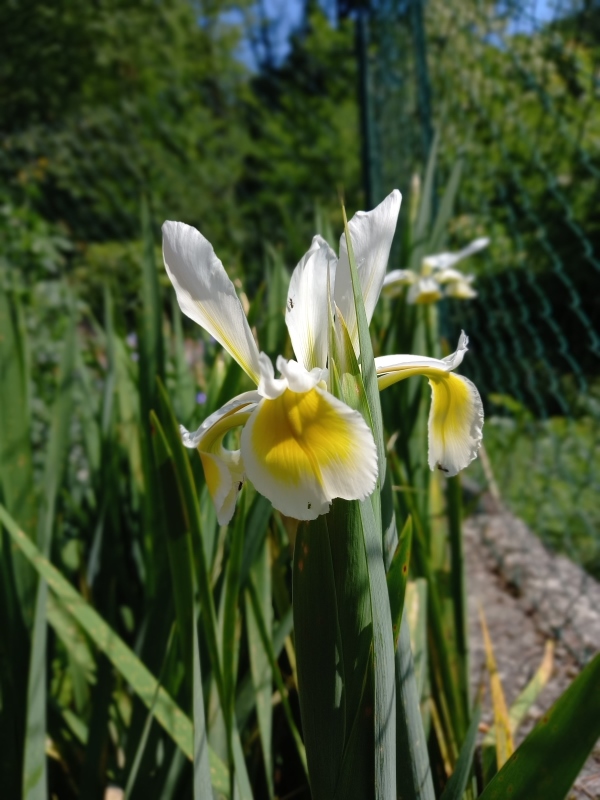 SPEC Iris orientalis, Philip Miller, 1731