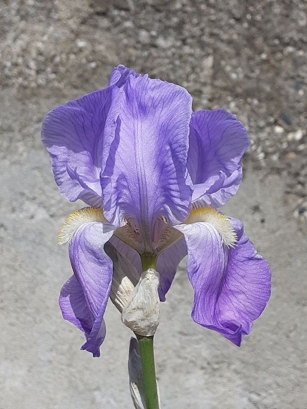 SPEC Iris pallida, Jean Baptiste Lamarck, 1789