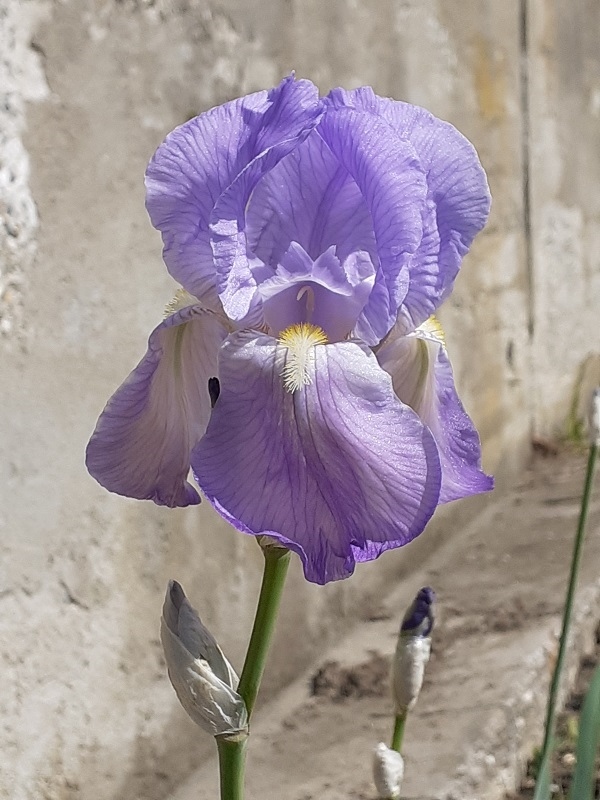 SPEC Iris pallida, Jean Baptiste Lamarck, 1789