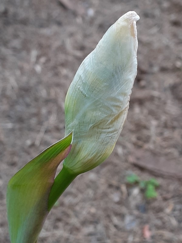 SPEC Iris pallida, Jean Baptiste Lamarck, 1789