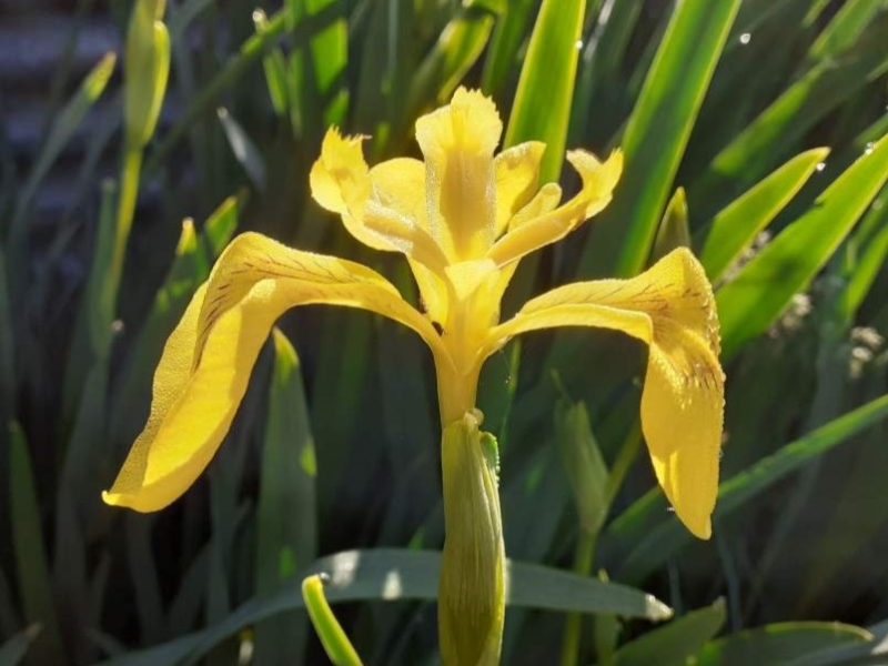 SPEC Iris pseudacorus, Carolus Linnaeus, 1753