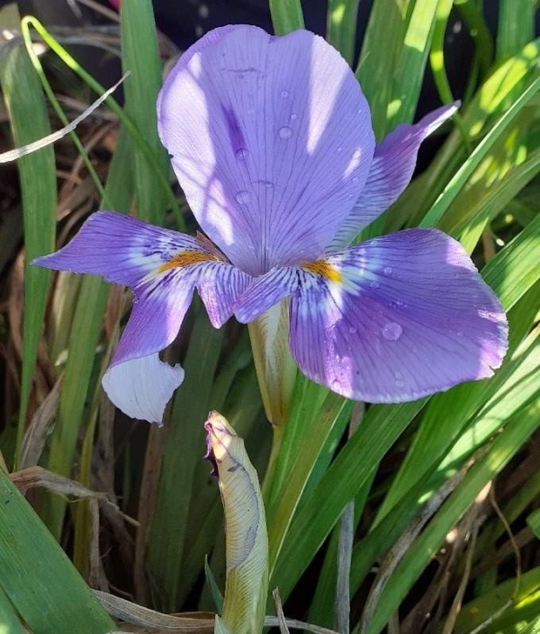 SPEC Iris unguicularis, Jean-Louis Marie Poiret, 1785