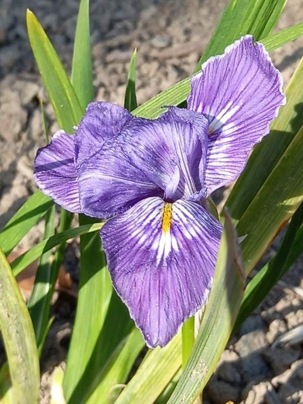 SPEC Iris unguicularis, Jean-Louis Marie Poiret, 1785