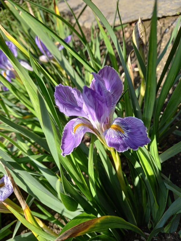 SPEC Iris unguicularis, Jean-Louis Marie Poiret, 1785