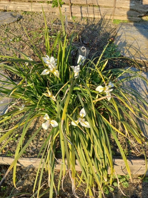 SPEC Iris unguicularis Alba, rev. Edwyn Arkwright, prima del 1888