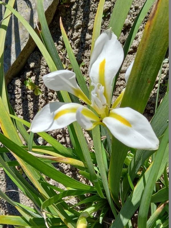 SPEC Iris unguicularis Alba, rev. Edwyn Arkwright, prima del 1888