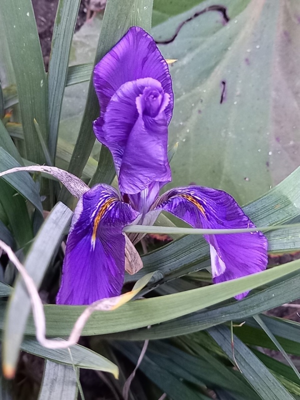 SPEC Iris unguicularis Fée dHiver, Lawrence Ransom, 2000