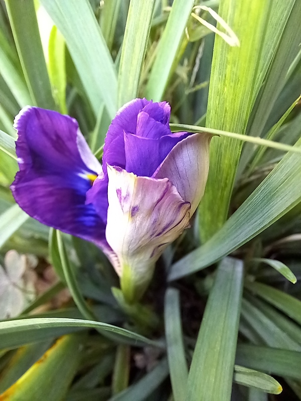 SPEC Iris unguicularis Fée dHiver, Lawrence Ransom, 2000