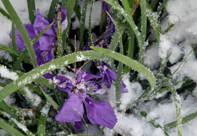 SPEC Iris unguicularis Fée dHiver, Lawrence Ransom, 2000