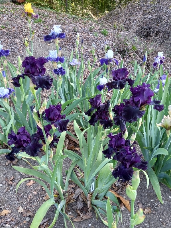 TB Badlands, Schreiners Iris Gardens, 2003