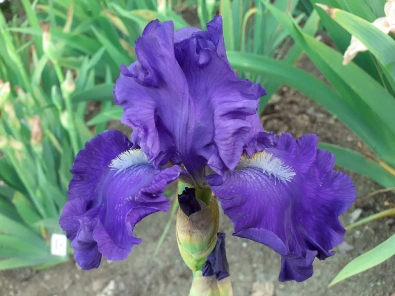 TB Blue Suede Shoes, Schreiners Iris Gardens, 1996