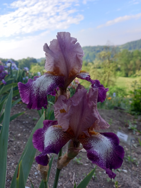 TB Change of Pace, Schreiners Iris Gardens, 1991