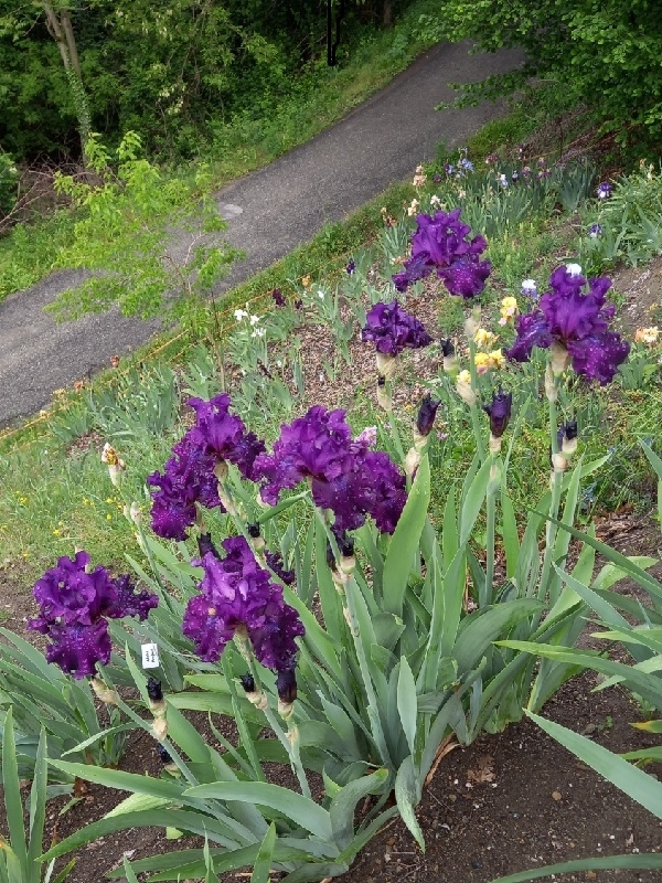 TB Diabolique, Schreiners Iris Gardens, 1997