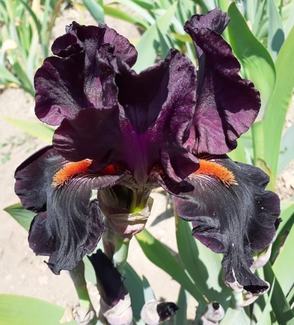 TB Draculas Kiss, Schreiners Iris Gardens, 2009