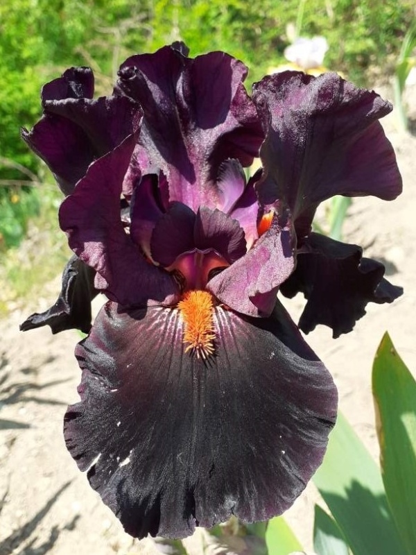 TB Draculas Kiss, Schreiners Iris Gardens, 2009