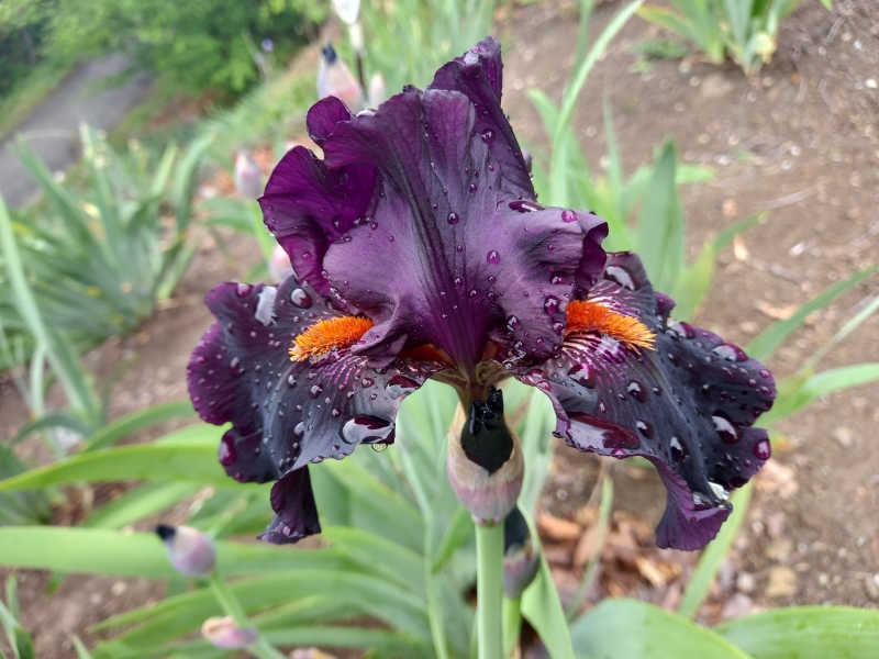 TB Draculas Kiss, Schreiners Iris Gardens, 2009