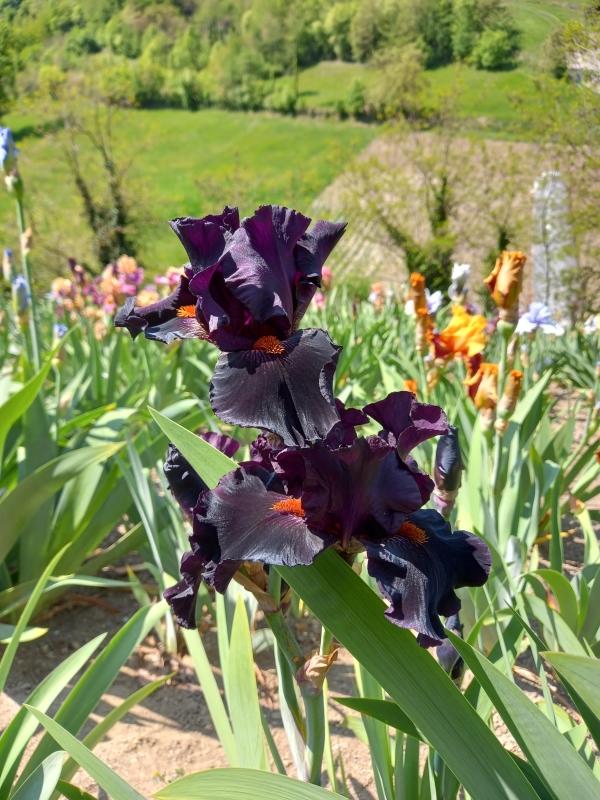 TB Draculas Kiss, Schreiners Iris Gardens, 2009