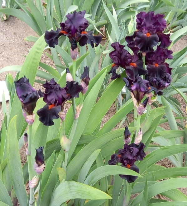 TB Draculas Kiss, Schreiners Iris Gardens, 2009