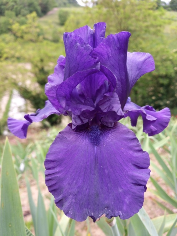 TB Dusky Challenger, Schreiners Iris Gardens, 1986