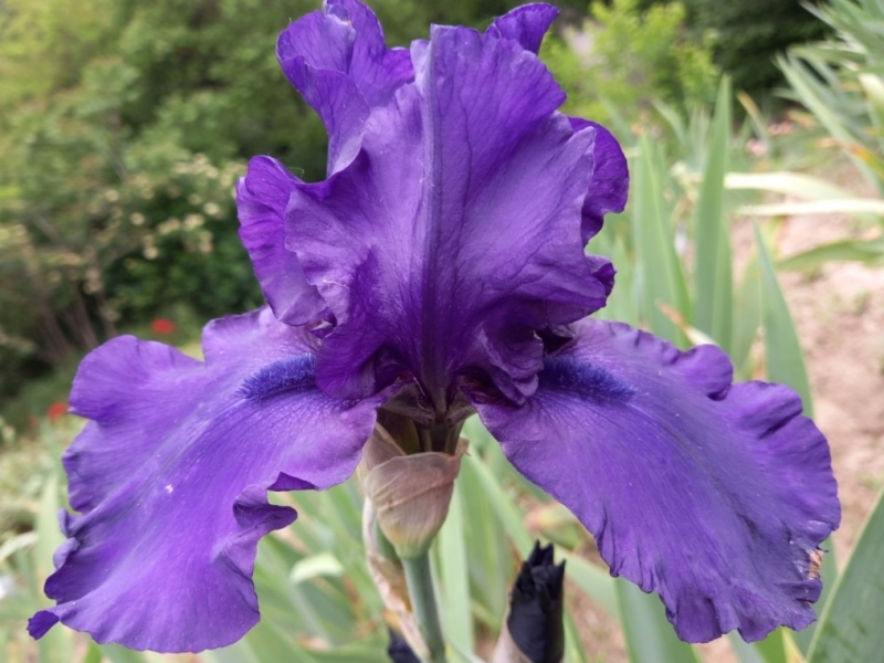 TB Dusky Challenger, Schreiners Iris Gardens, 1986