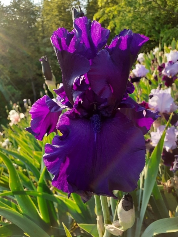 TB Dusky Challenger, Schreiners Iris Gardens, 1986