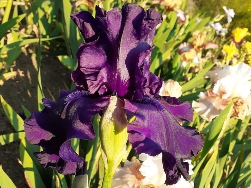 TB Dusky Challenger, Schreiners Iris Gardens, 1986