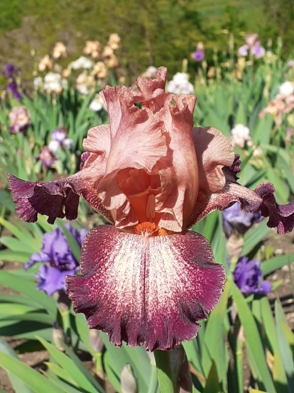 TB Secret Melody, Schreiners Iris Gardens, 1988