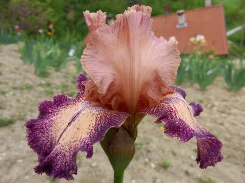 TB Secret Melody, Schreiners Iris Gardens, 1988