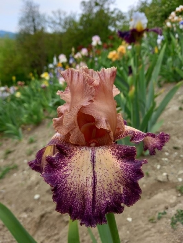 TB Secret Melody, Schreiners Iris Gardens, 1988