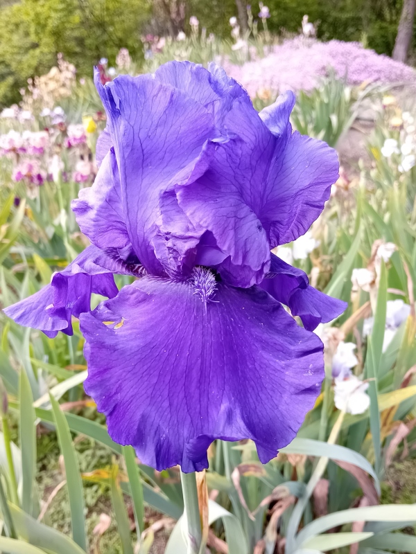 TB Blueberry Bliss, Schreiners Iris Gardens, 2004