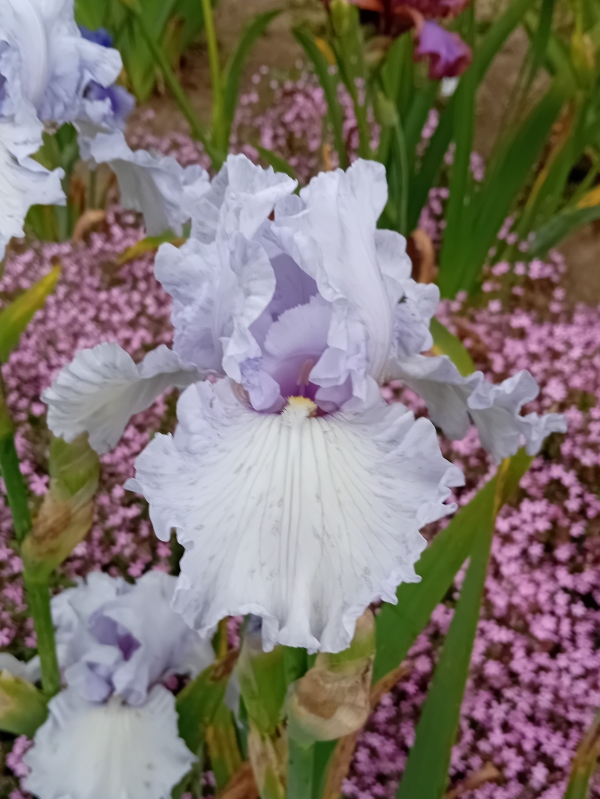 TB Silverado, Schreiners Iris Gardens, 1986